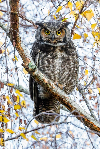 Obraz Great horned owl bird