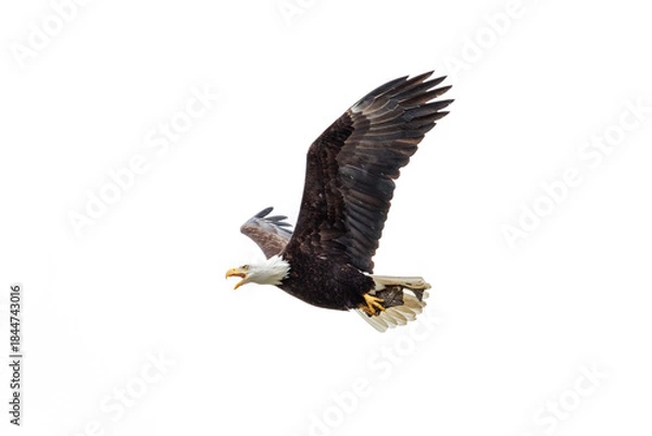 Obraz Bald eagle bird