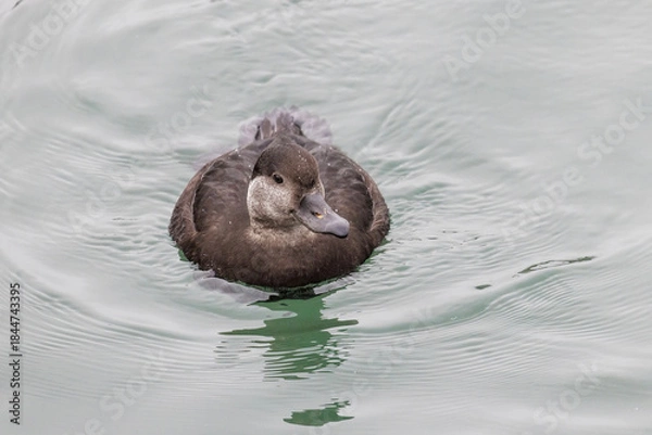 Obraz Black scoter bird
