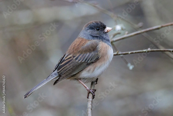 Obraz Dark-eyed junco