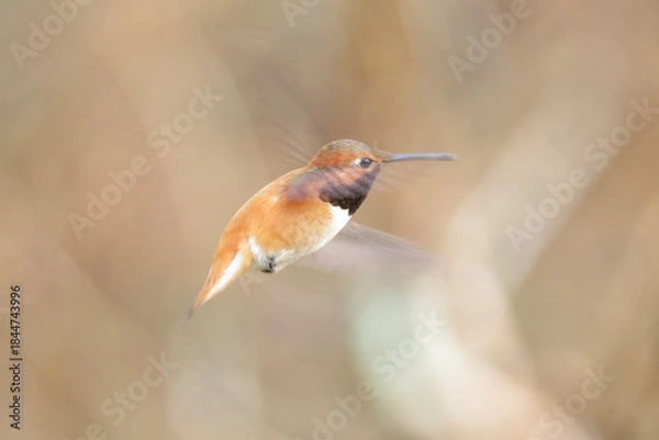 Obraz Rufous hummingbird bird