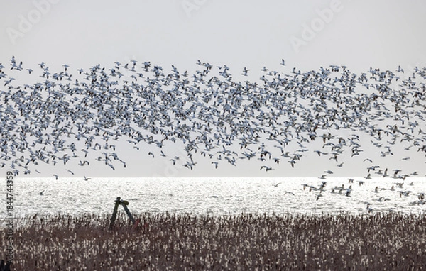 Obraz Snow goose bird