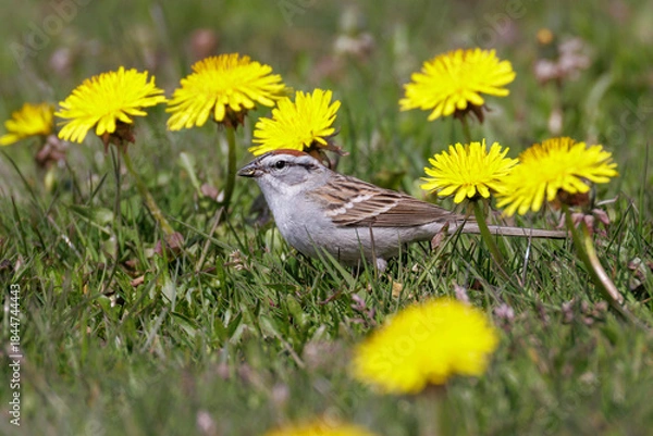 Obraz Chipping sparrow bird