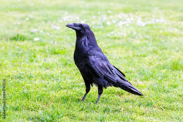 Obraz Common raven bird