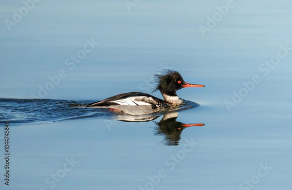 Obraz Red breasted Merganser bird