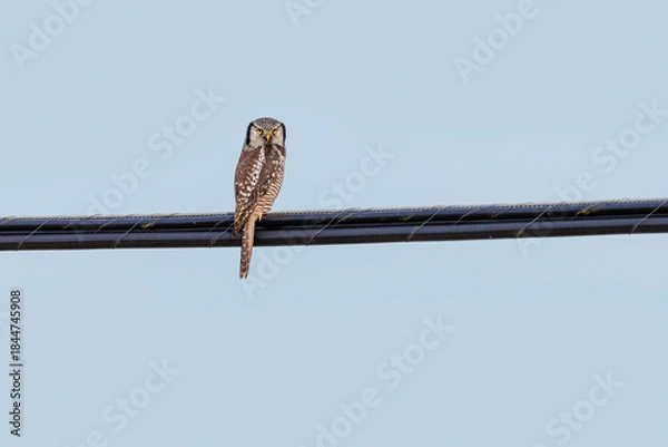 Obraz Northern hawk owl