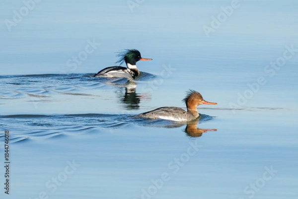Obraz Red breasted Merganser bird