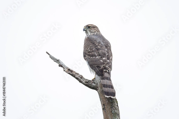 Obraz cooper's hawk bird