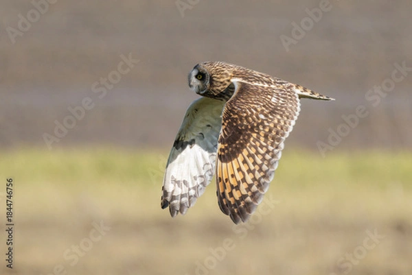 Obraz Short-eared owl