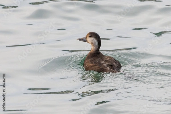 Obraz Black scoter bird