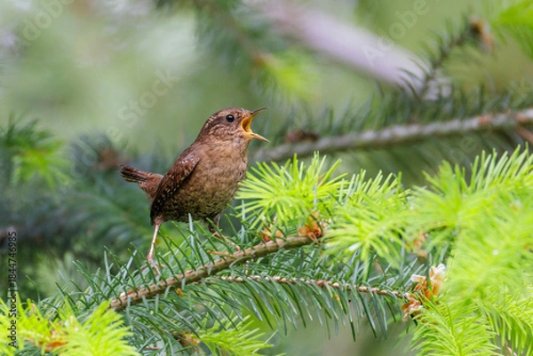 Obraz Pacific wren