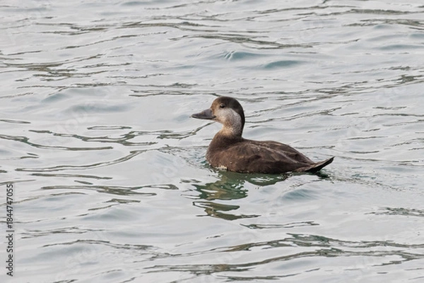 Obraz Black scoter bird