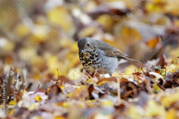 Obraz Hermit Thrush bird