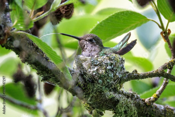 Obraz Anna's hummingbird nest
