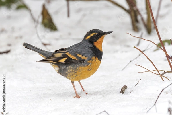 Obraz Varied Thrush bird