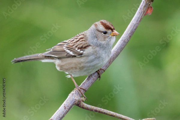 Obraz White-crowned sparrow
