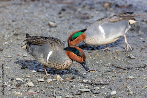Obraz Green-winged teal