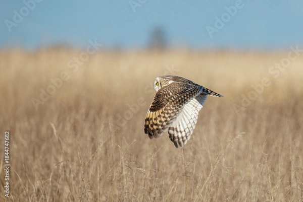 Obraz Short-eared owl