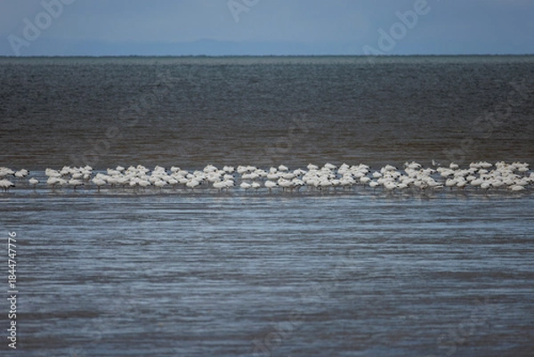 Obraz Snow goose bird