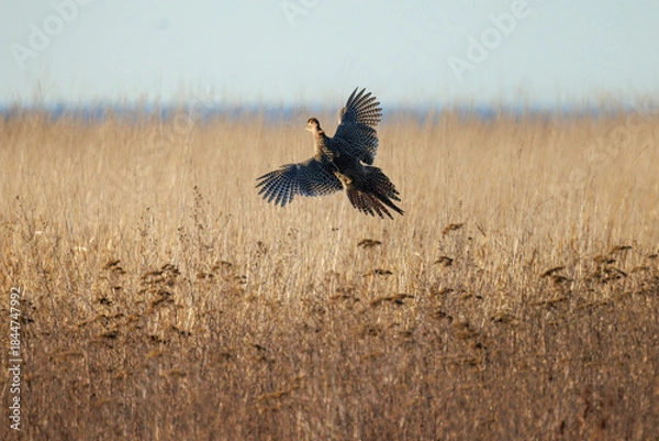 Obraz Ring-necked Pheasant
