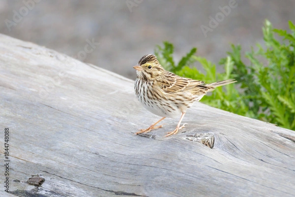 Obraz Savannah sparrow bird