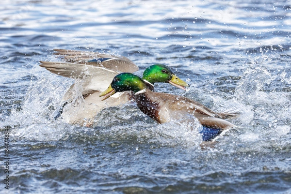 Obraz mallard duck