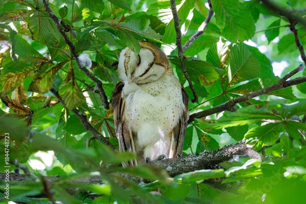 Obraz Barn owl bird
