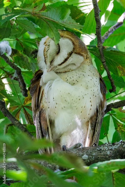 Obraz Barn owl bird