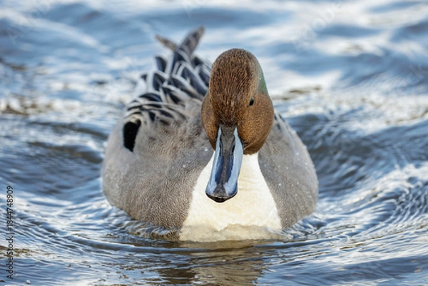 Obraz Northern pintail duck