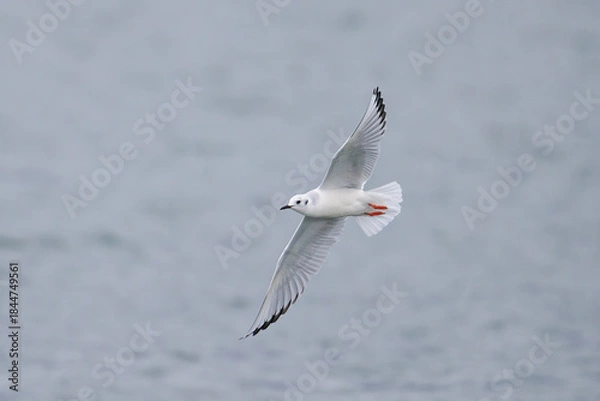 Obraz Bonaparte’s Gull