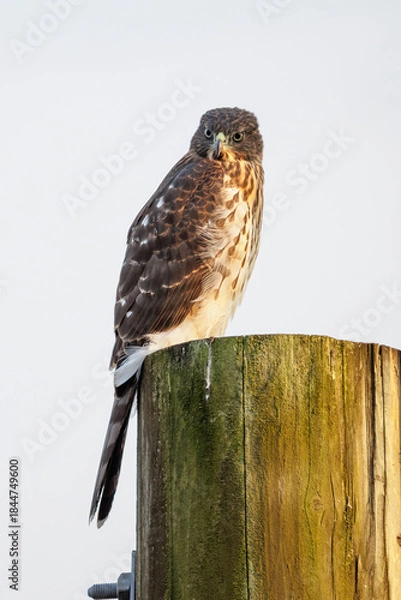 Obraz cooper's hawk bird