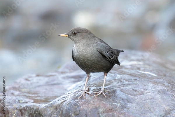 Obraz American dipper bird