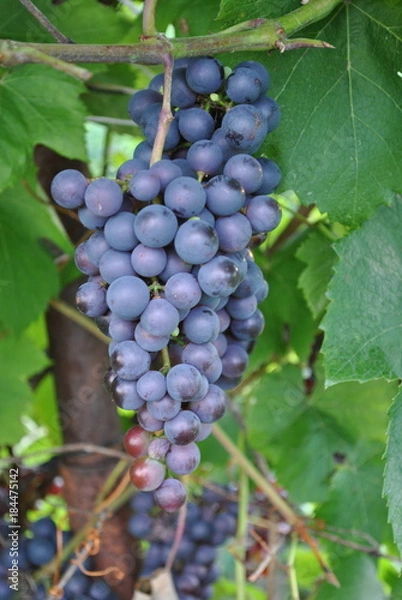 Obraz Grapes