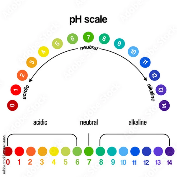 Fototapeta Colorful pH Scale Chart Showing Acidic Neutral and Alkaline Levels