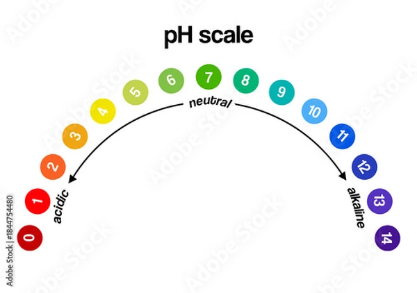 Fototapeta pH scale isolated on white background. Color pH value scale chart meter infographic. Litmus paper indicator for acid-alkaline solution, vector illustration