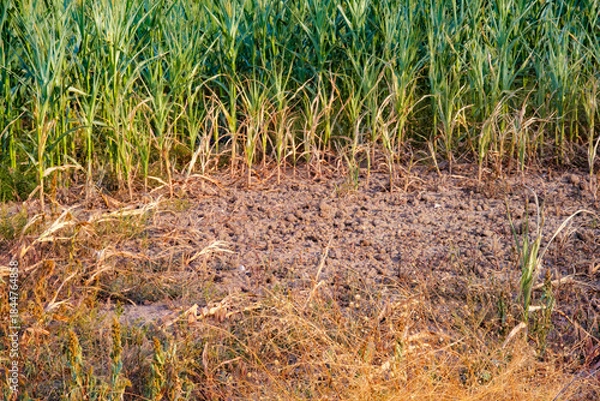 Fototapeta The dry, cracked soil border defines the stressed edge of a green corn field. Illustrating severe agriculture impacts during a relentless afternoon drought. Perfect for environmental graphics.