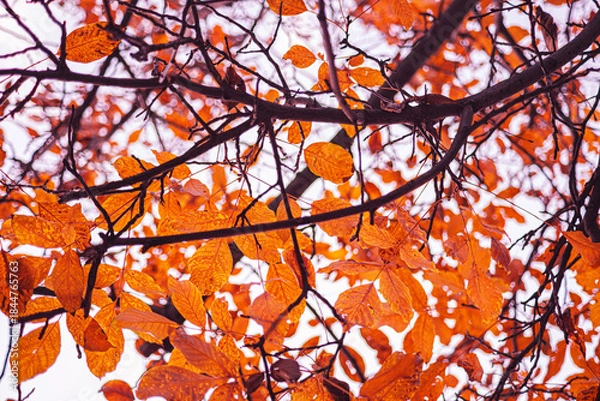 Fototapeta Vibrant orange autumn leaves cling tightly to complex, dark branches against a bright sky. Idea of the cycle of nature and life's death. Ideal for fall marketing. Selective focus.