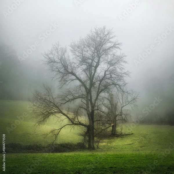 Fototapeta Dreamy landscape with a magnificent bare tree on a green meadow with fog in winter