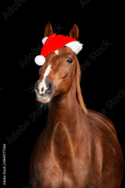 Obraz Warmblut weihnachtlich