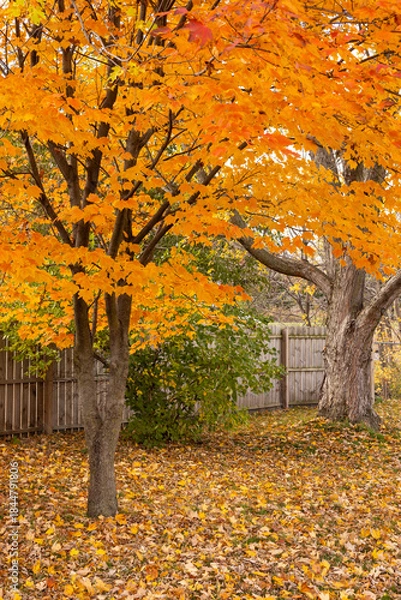 Obraz A maple tree in orange fall color splendor in a backyard with a fence.