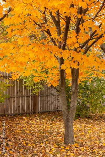 Obraz A maple tree in orange fall color splendor in a backyard with a fence.