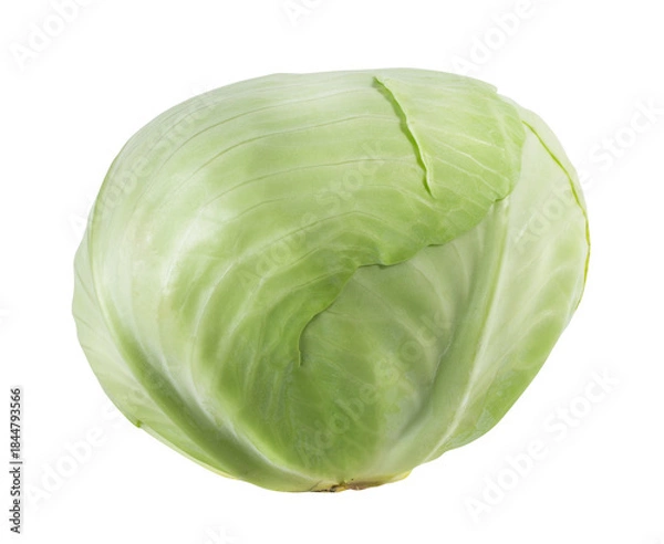 Obraz Cabbage isolated on white background with clipping path