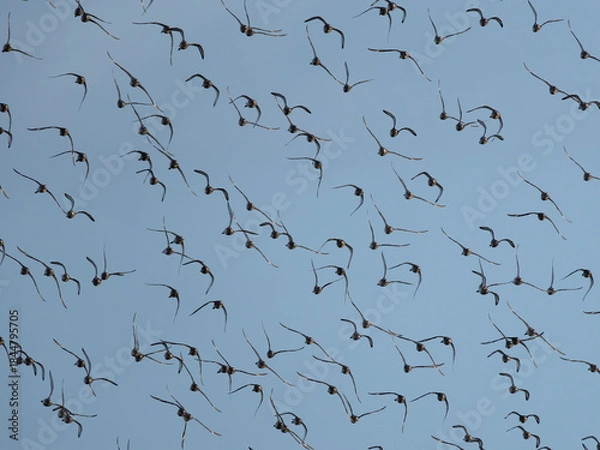 Obraz Black-tailed godwit, Limosa limosa