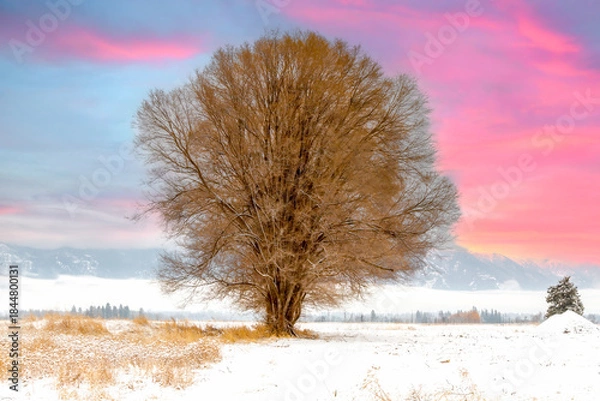 Obraz lonely tree in a cold winter field