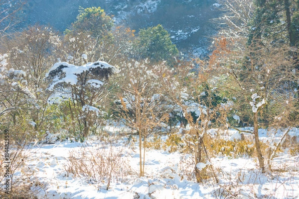 Obraz 耶馬渓の雪景色（大分県中津市耶馬渓）