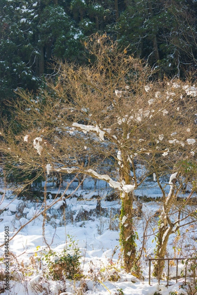 Obraz 耶馬渓の雪景色（大分県中津市耶馬渓）