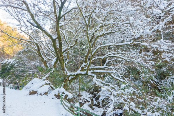 Obraz 耶馬渓の雪景色（大分県中津市耶馬渓）