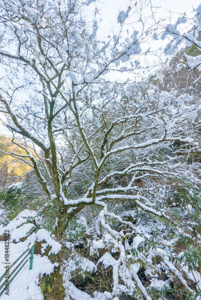 Obraz 耶馬渓の雪景色（大分県中津市耶馬渓）