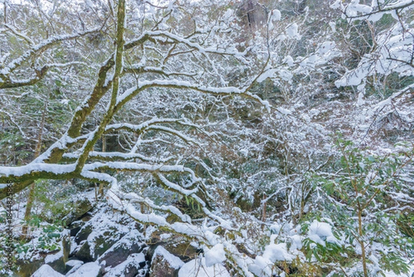 Obraz 耶馬渓の雪景色（大分県中津市耶馬渓）