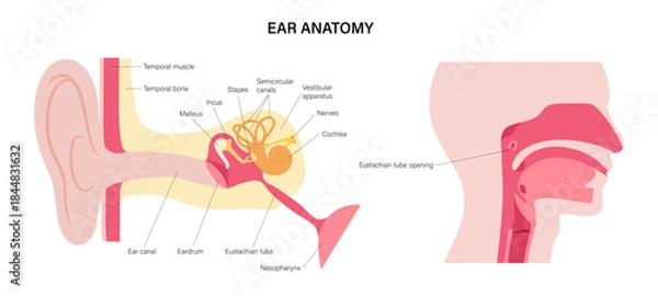 Obraz Ear anatomy poster